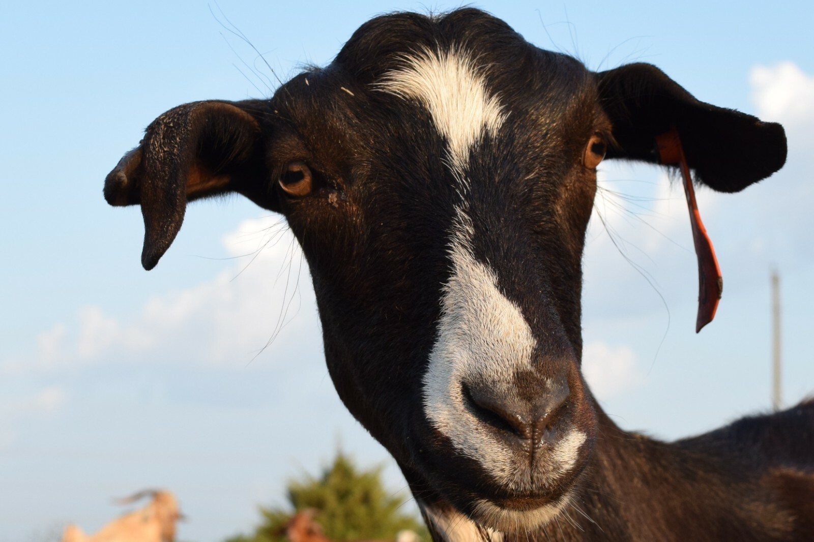 Ugly Goat Soap Handcrafted Small Batch Cold Process All Natural Fresh Goat Milk
