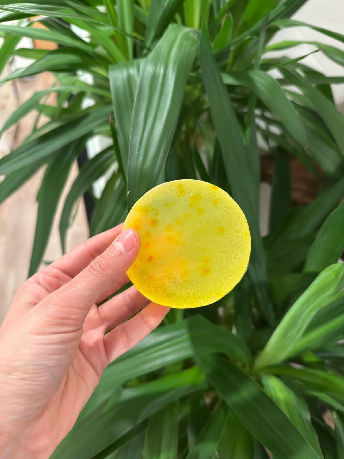 Handcrafted Soap 2-Pack Variety Set | Lemongrass & Unscented Saffron Bar Soap |