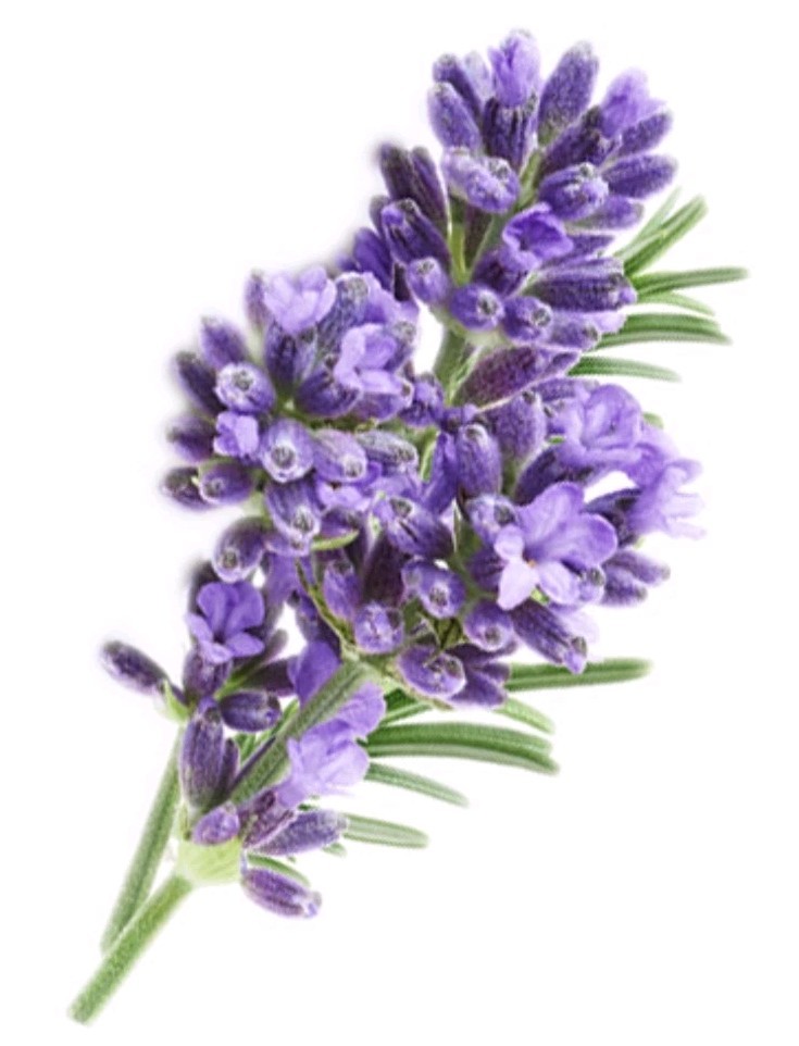 § YARDLEY LONDON (1) 4.0 Oz.🪻🫧 ●ENGLISH LAVENDER●🪻🫧 ≈NOURISHING≈ Bath Bars.