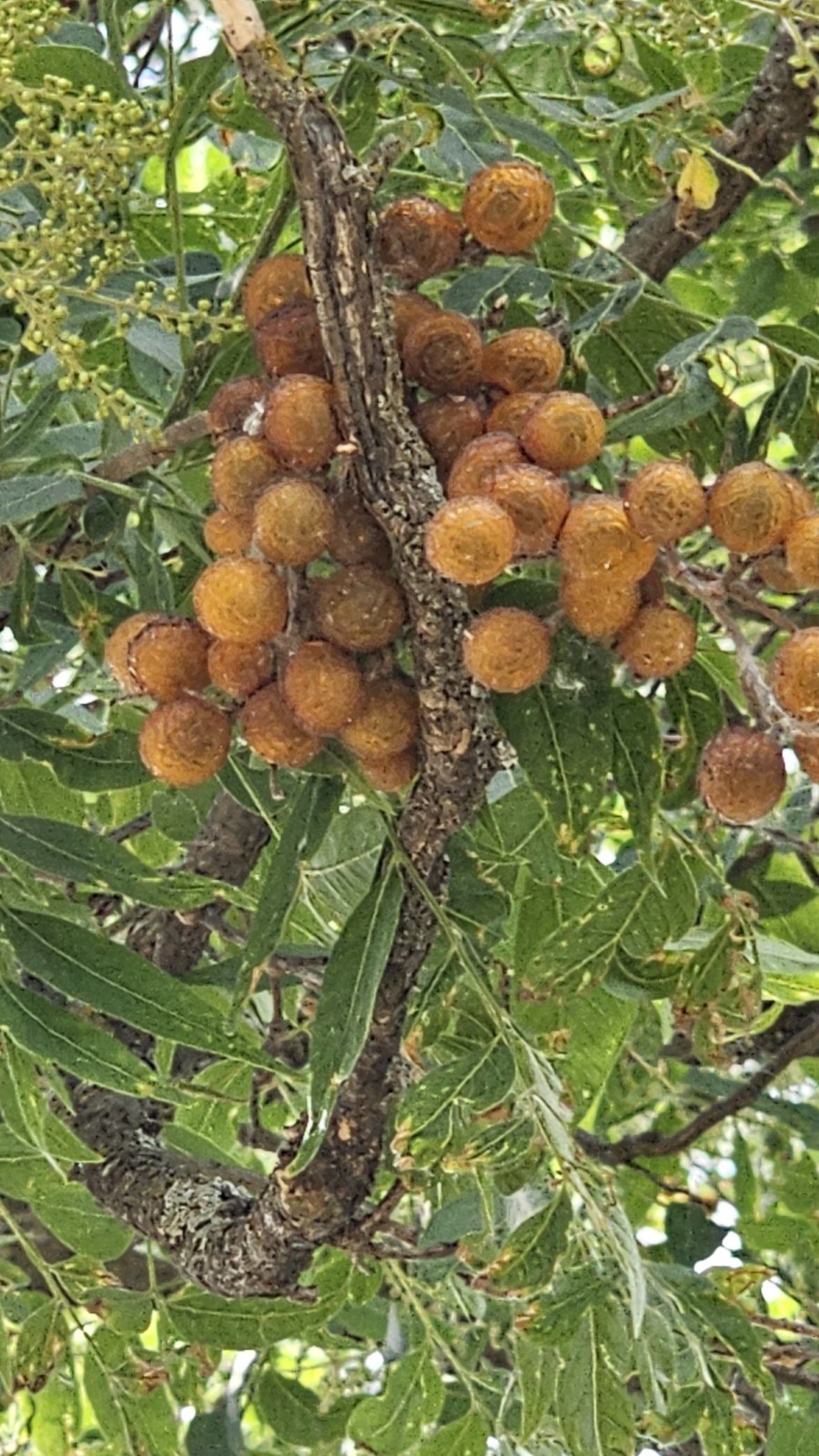 Western Soapberry Bussels. All Natural Organic Naturally And Ethically Sourced