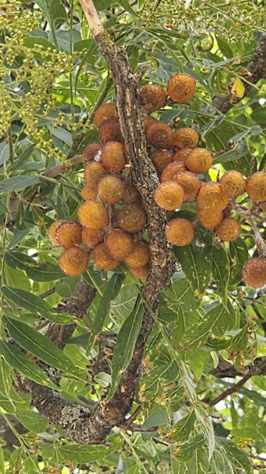 Western Soapberry Bussels. All Natural Organic Naturally And Ethically Sourced